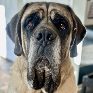 Barnaby - Mile High Canine Rescue